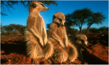 Habitat - Meerkats
